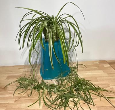 Spider Plant with so many babies