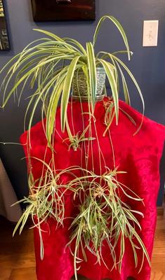 Spider Plant with so many babies