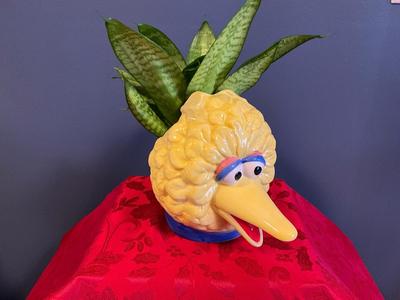 Snake Plant in Big Bird Planter