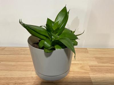 Snake Plant