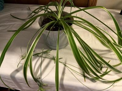 Spider Plant
