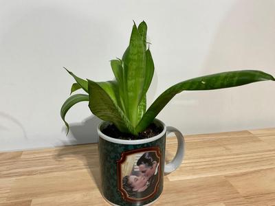 Snake Plant - Gone with the Wind Coffee Cup