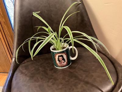 Spider Plant - Gone with the Wind Coffee Cup
