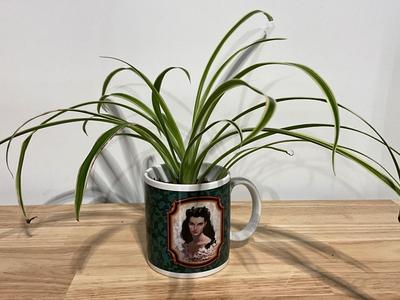 Spider Plant - Gone with the Wind Coffee Cup