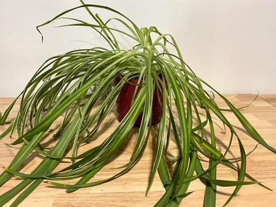 Spider Plant