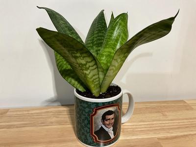 Snake Plant - Gone with the Wind Coffee Cuo