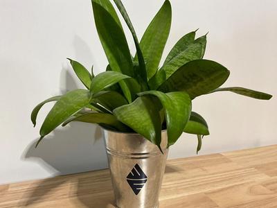 Snake Plant