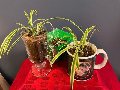 3 for 1 price Spider Plants