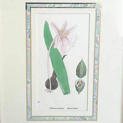 LOT 140: Antique Original Handpainted Botanical Lithograph 'Meadow Saffron' by James de Clark Sowerby with COA