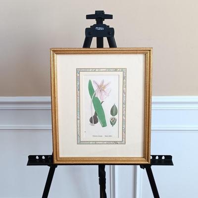 LOT 140: Antique Original Handpainted Botanical Lithograph 'Meadow Saffron' by James de Clark Sowerby with COA