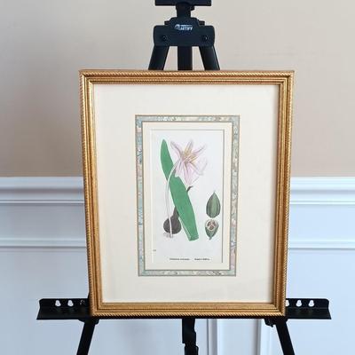 LOT 140: Antique Original Handpainted Botanical Lithograph 'Meadow Saffron' by James de Clark Sowerby with COA