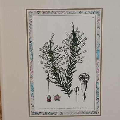 LOT 141: Antique Original Handpainted Botanical Copper Engraving Print 1839 'Imbricated Fabiana' by J. Ridgway with COA