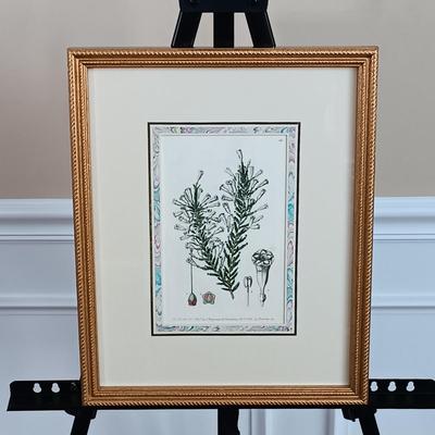 LOT 141: Antique Original Handpainted Botanical Copper Engraving Print 1839 'Imbricated Fabiana' by J. Ridgway with COA