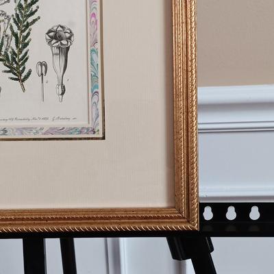 LOT 141: Antique Original Handpainted Botanical Copper Engraving Print 1839 'Imbricated Fabiana' by J. Ridgway with COA