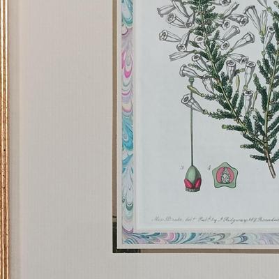 LOT 141: Antique Original Handpainted Botanical Copper Engraving Print 1839 'Imbricated Fabiana' by J. Ridgway with COA