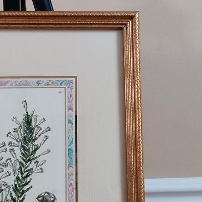 LOT 141: Antique Original Handpainted Botanical Copper Engraving Print 1839 'Imbricated Fabiana' by J. Ridgway with COA