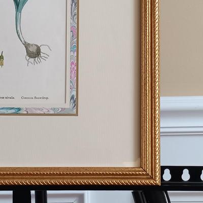 LOT 142: Antique Original Handpainted Botanical Lithograph 'Common Snowdrop' by James de Clark Sowerby with COA