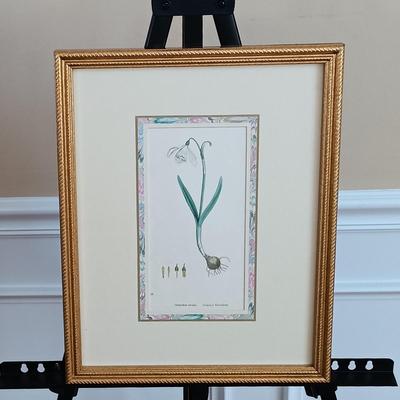LOT 142: Antique Original Handpainted Botanical Lithograph 'Common Snowdrop' by James de Clark Sowerby with COA