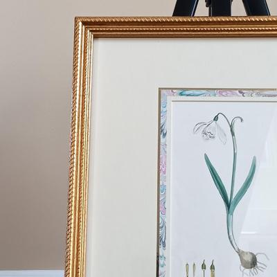 LOT 142: Antique Original Handpainted Botanical Lithograph 'Common Snowdrop' by James de Clark Sowerby with COA