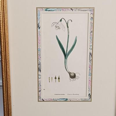 LOT 142: Antique Original Handpainted Botanical Lithograph 'Common Snowdrop' by James de Clark Sowerby with COA