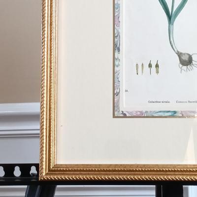 LOT 142: Antique Original Handpainted Botanical Lithograph 'Common Snowdrop' by James de Clark Sowerby with COA