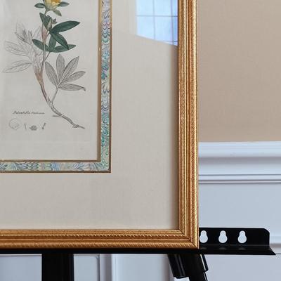 LOT 143: Antique Original Handpainted Botanical Copper Engraving 1832 with COA