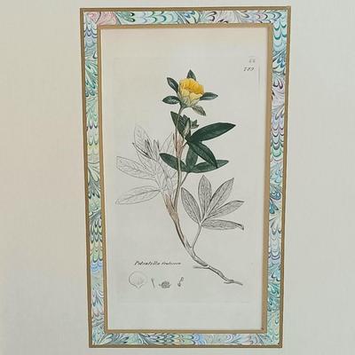 LOT 143: Antique Original Handpainted Botanical Copper Engraving 1832 with COA