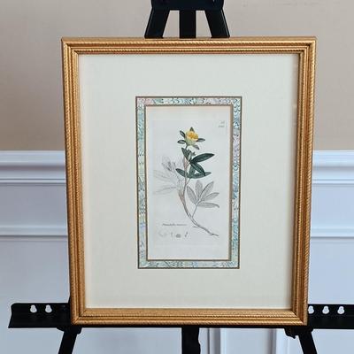 LOT 143: Antique Original Handpainted Botanical Copper Engraving 1832 with COA