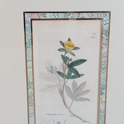 LOT 143: Antique Original Handpainted Botanical Copper Engraving 1832 with COA