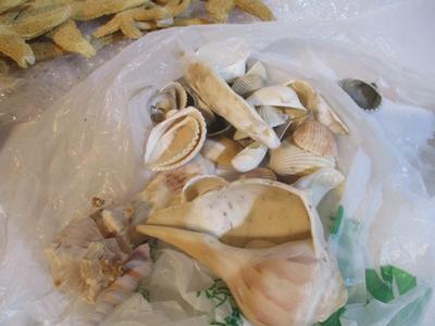 New Assortment Of Seashells & Starfish #236