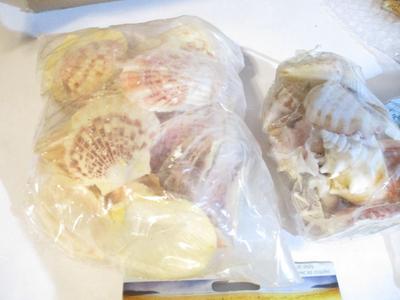 New Assortment Of Seashells & Starfish #236