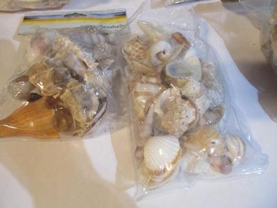 New Assortment Of Seashells & Starfish #236