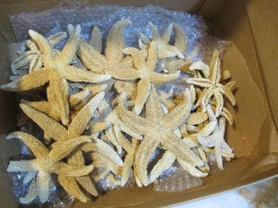 New Assortment Of Seashells & Starfish #236