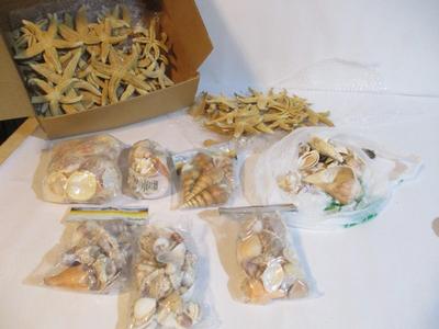 New Assortment Of Seashells & Starfish #236