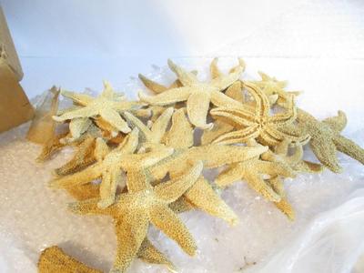 New Assortment Of Seashells & Starfish #236