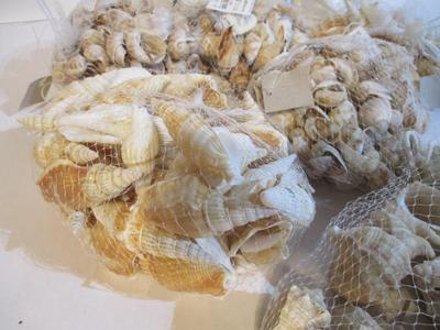 New Collection Of Seashells & Decor Sand #237