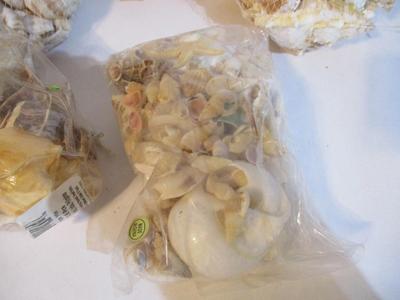 New Collection Of Seashells & Decor Sand #237