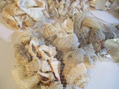 New Collection Of Seashells & Decor Sand #237
