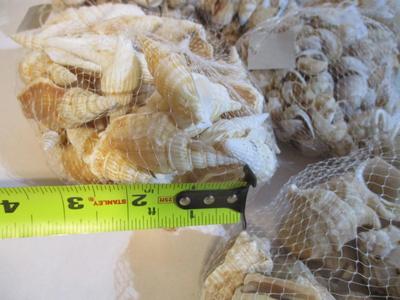 New Collection Of Seashells & Decor Sand #237