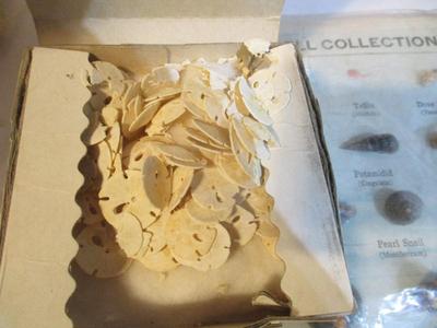 Assortment Of Seashells & Sand Dollars #238
