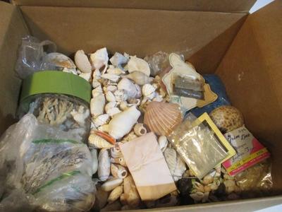 Assortment Of Seashells & Sand Dollars #238