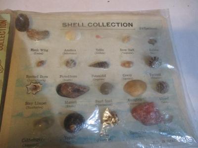 Assortment Of Seashells & Sand Dollars #238