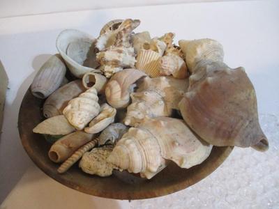New Assortment Of Seashells #239