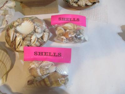 New Assortment Of Seashells #239