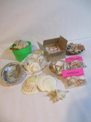 New Assortment Of Seashells #239