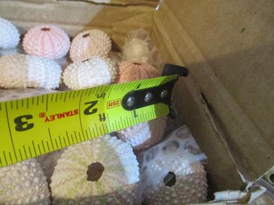 New Assortment Of Seashells #239