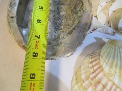 New Assortment Of Seashells #239