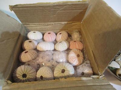 New Assortment Of Seashells #239