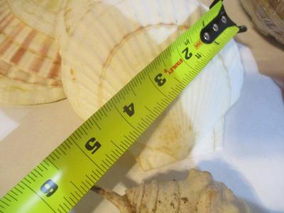 New Assortment Of Seashells #239