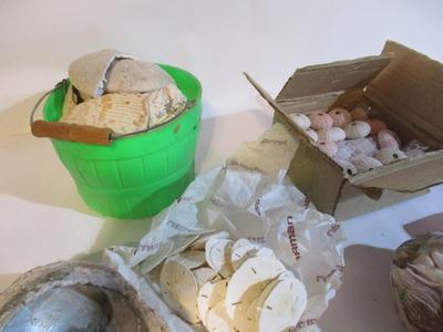 New Assortment Of Seashells #239